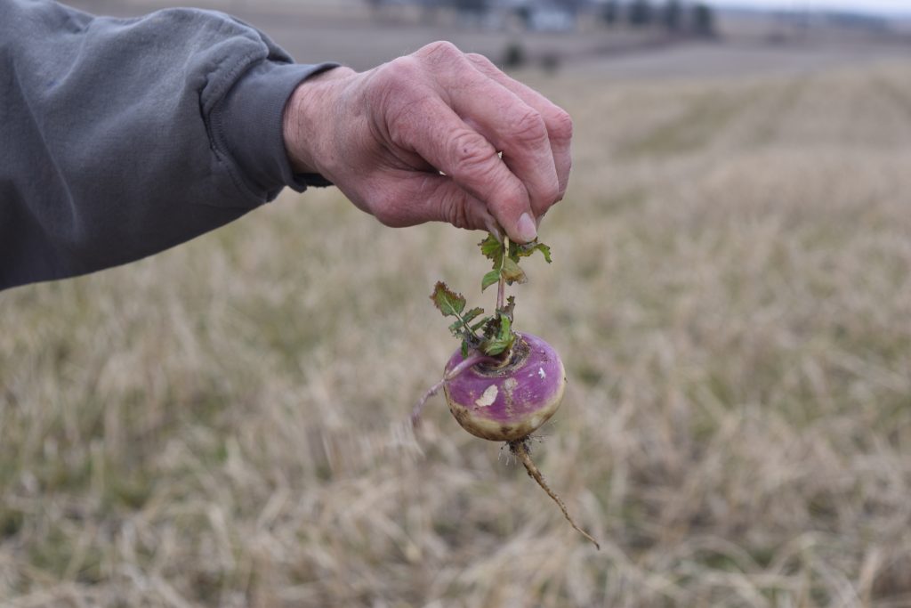 A farmer from Wisconsin shows off the results of growing turnips.