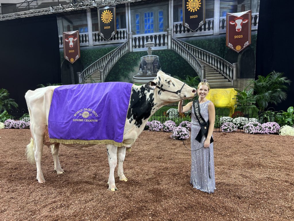 Alice in Dairyland holds the halter of the World Dairy Expo Supreme Champion Cow in a show arena.